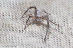 Uloborus walckenaerius