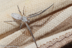 Uloborus walckenaerius