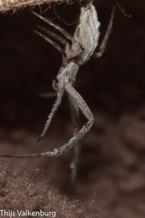 Uloborus walckenaerius