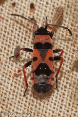 Horvathiolus guttatus
