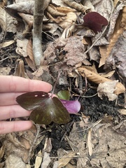 Hepatica americana
