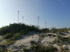 Agave fourcroydes