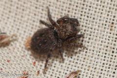 Euophrys