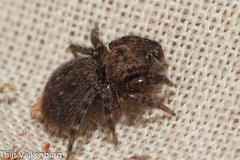 Euophrys