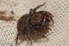Euophrys