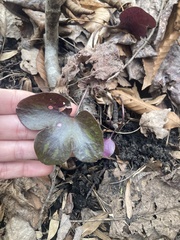 Hepatica americana