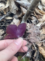 Hepatica americana