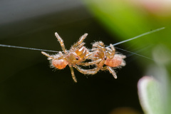 Atypus affinis