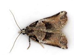 Harmologa amplexana