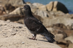 Columba livia