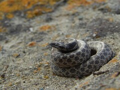 Hypsiglena ochrorhynchus