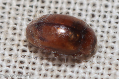 Rhyzobius litura