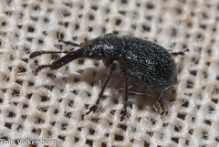 Mesauletobius pubescens