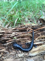 Plethodon ocmulgee
