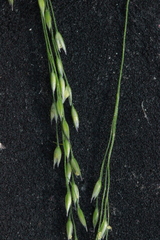 Agrostis clavata