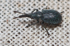 Mesauletobius pubescens