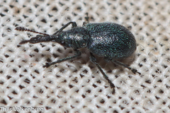 Mesauletobius pubescens