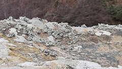 Ramalina siliquosa