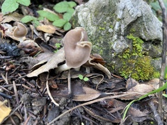 Helvella compressa