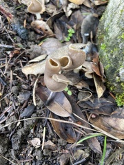 Helvella compressa