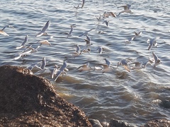 Chroicocephalus ridibundus