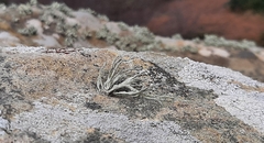Ramalina cuspidata