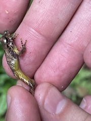 Pristimantis cruentus