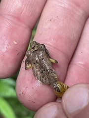 Pristimantis cruentus