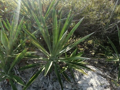 Agave fourcroydes
