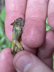 Pristimantis cruentus