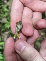 Pristimantis cruentus