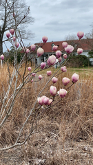 Magnolia × soulangeana