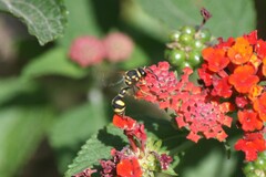 Eumenes mediterraneus