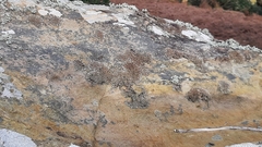 Anaptychia runcinata