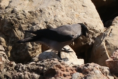 Corvus cornix