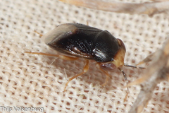 Geocoris erythrocephalus