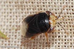 Geocoris erythrocephalus
