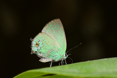 Chalybs janias