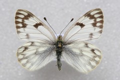 Pontia callidice
