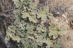 Sphaeralcea ambigua rosacea