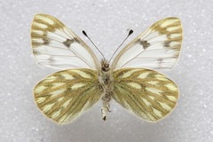 Pontia callidice