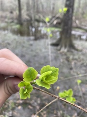 Forestiera acuminata
