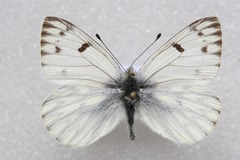 Pontia callidice