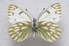 Pontia callidice