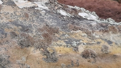 Anaptychia runcinata