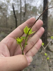 Forestiera acuminata