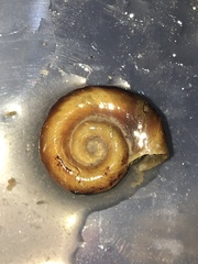 Planorbarius corneus