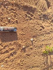 Hystrix africaeaustralis