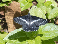 Catasticta teutila