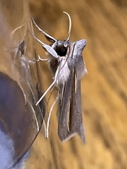 Cucullia pallidistria